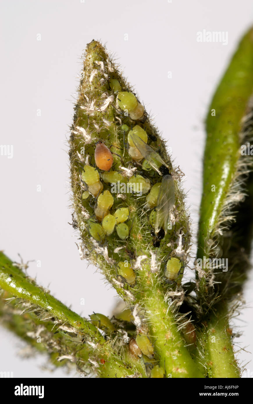 An unidentified aphid infestation on the underside of a Viburnum leaf ...