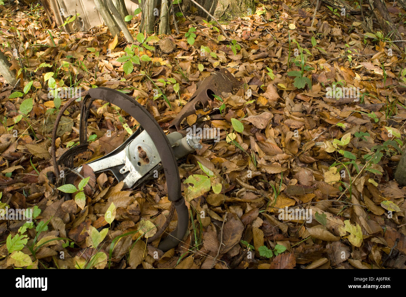 Car steering wheel in leaves Stock Photo