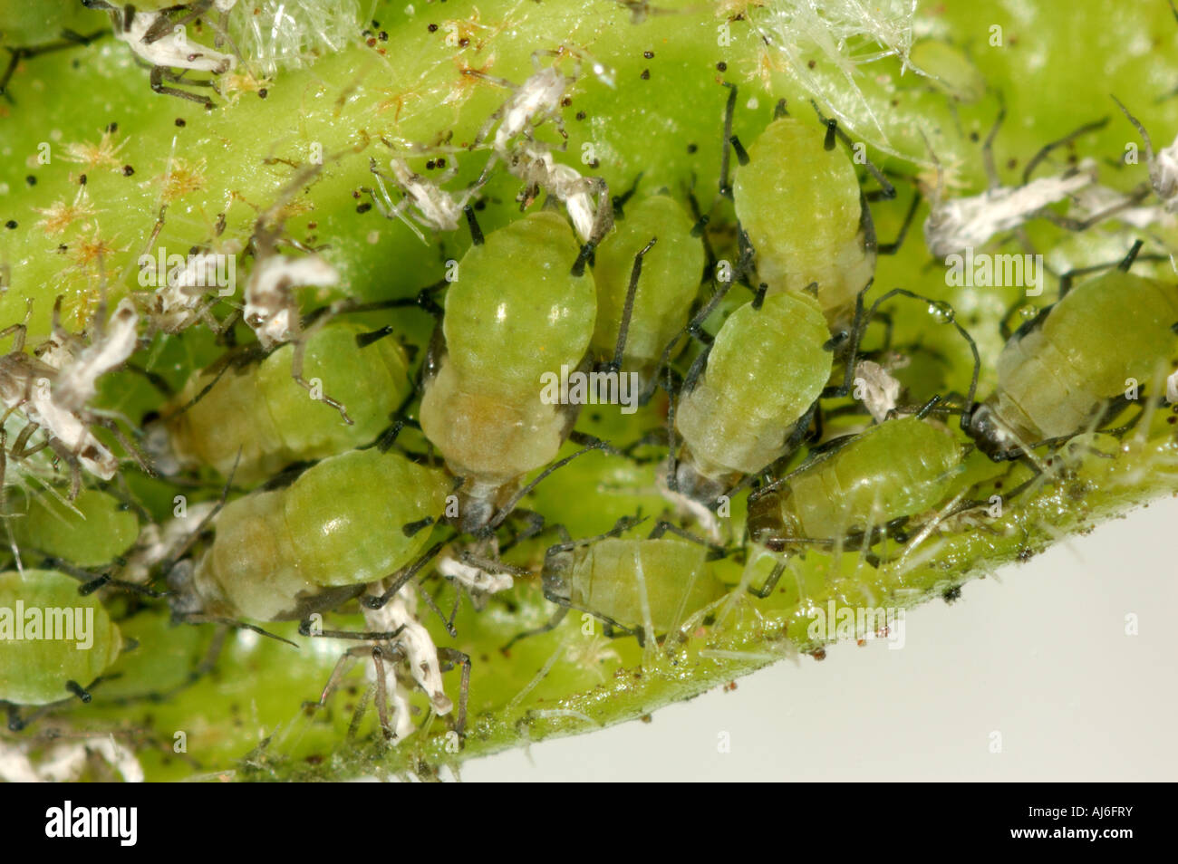An unidentified aphid infestation on the underside of a Viburnum leaf ...