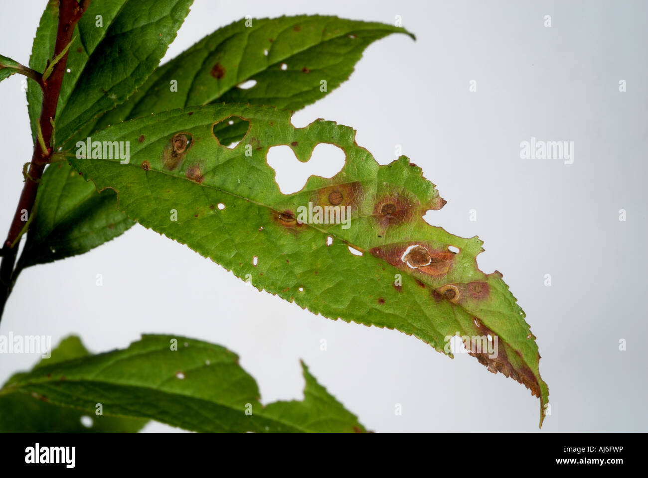 Shot hole Stigmina carpophila lesions and holes in Prunus glandulosa leaf Stock Photo