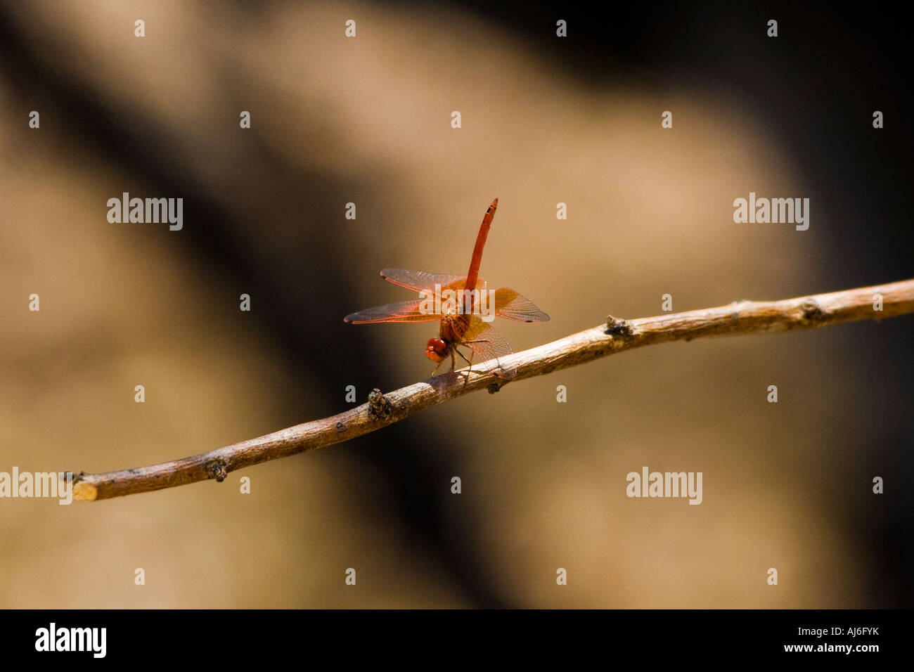Dragonfly resting on a branch Stock Photo - Alamy