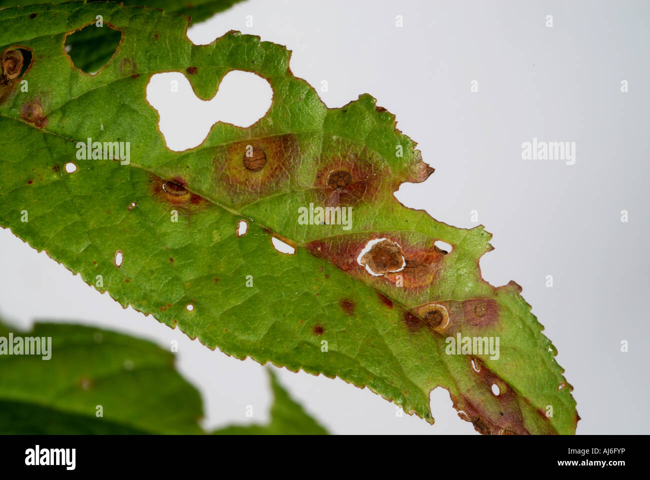 Shot hole Stigmina carpophila lesions and holes in Prunus glandulosa leaf Stock Photo