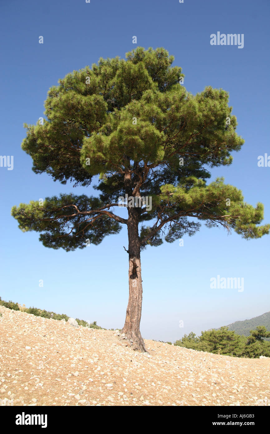 Lone pine tree against a blue sky near Kalkan southern Turkey  Stock Photo