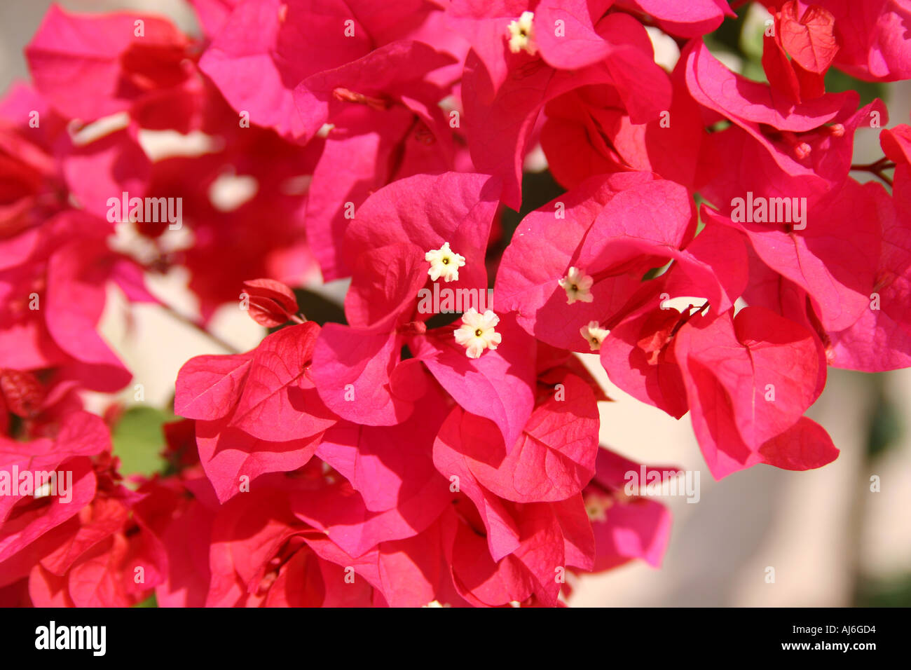 Close up of pink Bougainvillea  Stock Photo