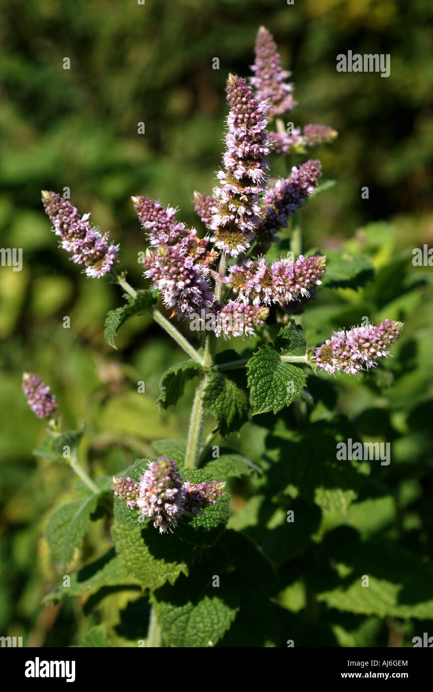 flowers-of-wild-spear-mint-mentha-spicata-plant-stock-photo-alamy