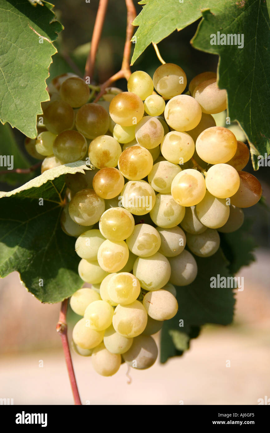 Close up of a bunch of ripe green grapes hanging on a vine Islamlar valley near Kalkan southern Turkey  Stock Photo
