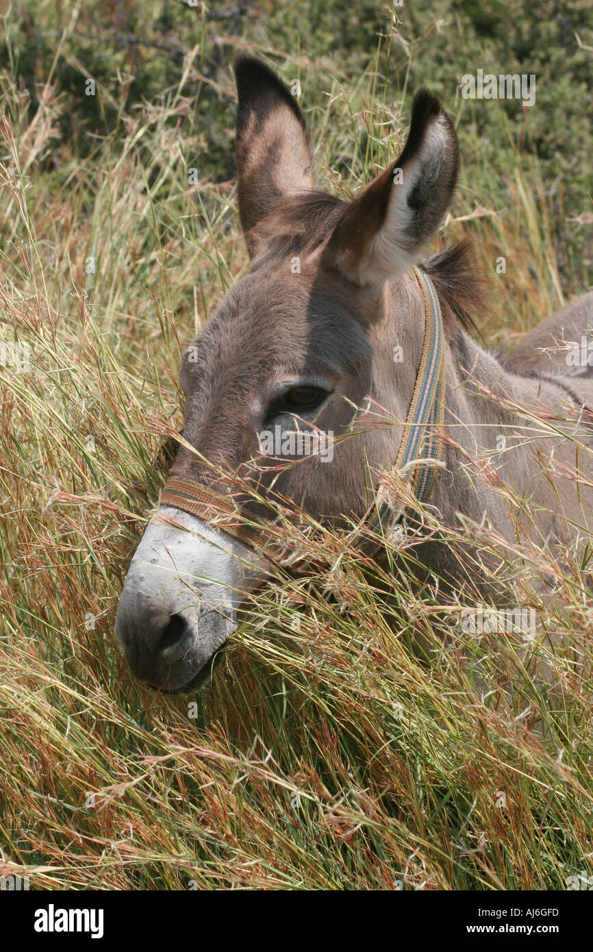 Close up view of a donkey looking through grass near Kalkan southern Turkey  Stock Photo
