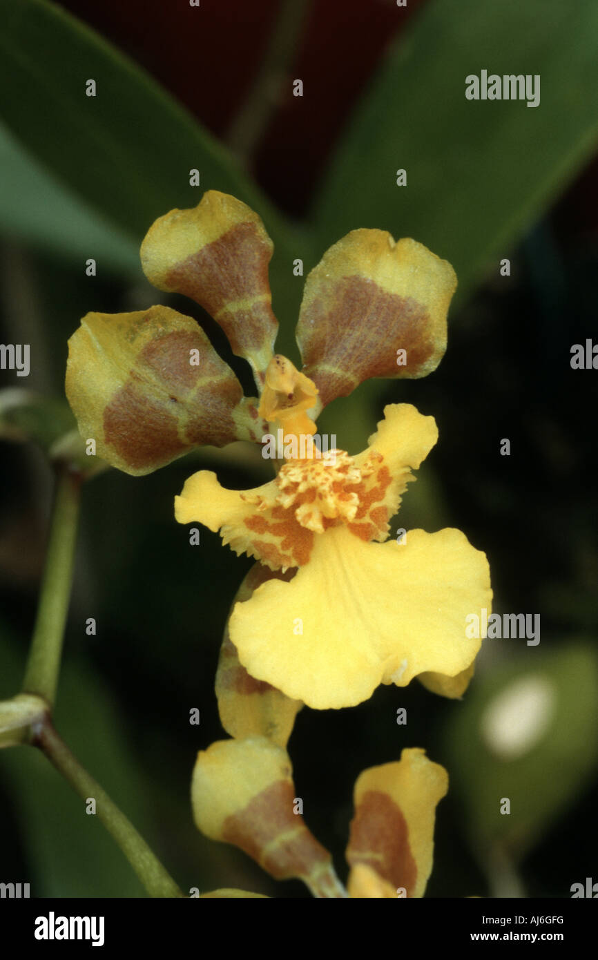 Oncidium longipes (Oncidium longipes), tropical orchid from Brasilia Stock Photo