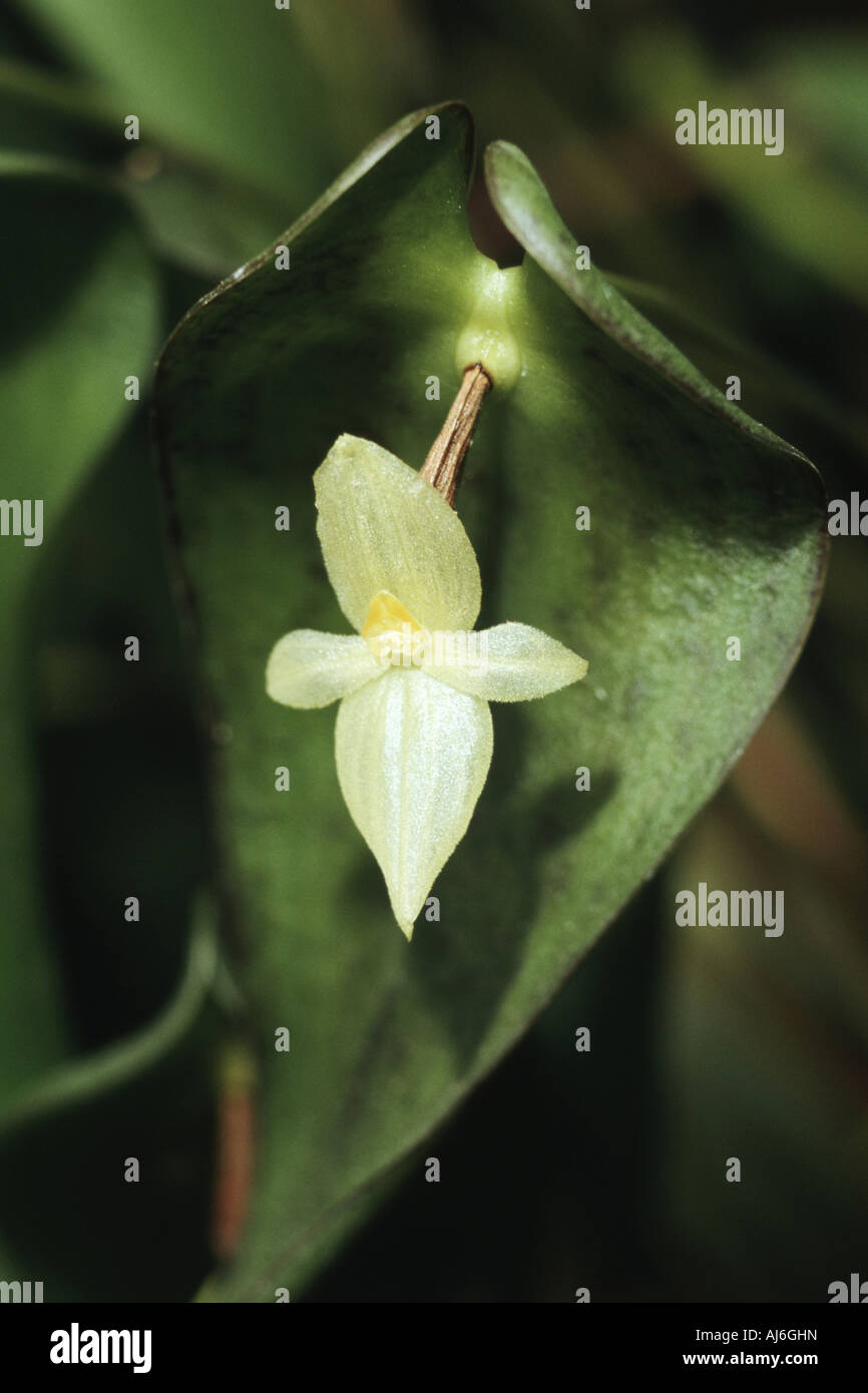 Pleurothallis  (Pleurothallis spec.), tropical orchid Stock Photo