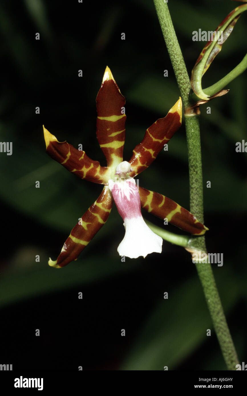 Miltonioides   (Miltonioides reichenbachii), tropical orchid Stock Photo
