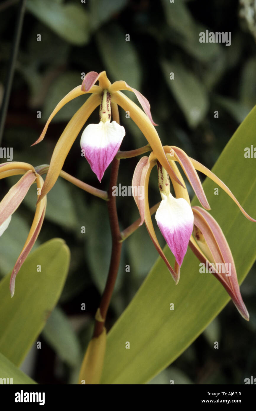 Encyclia  (Encyclia brassavolae), tropical orchid Stock Photo