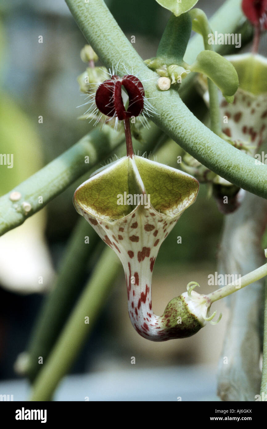 Ceropegia distincta var. haygartii (Ceropegia distincta var. haygartii), flower Stock Photo