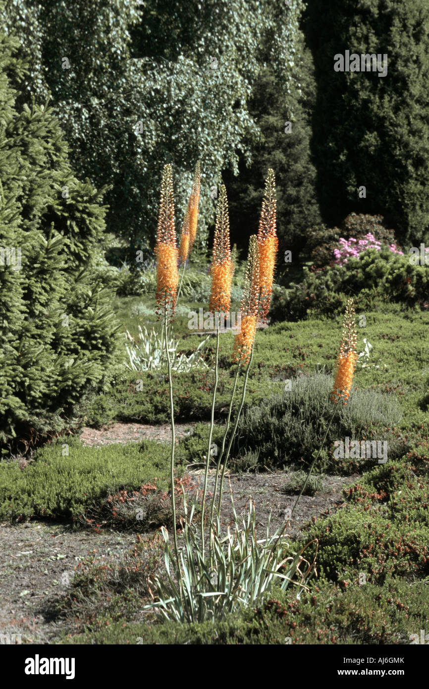 foxtail lily (Eremurus stenophyllus), blooming Stock Photo
