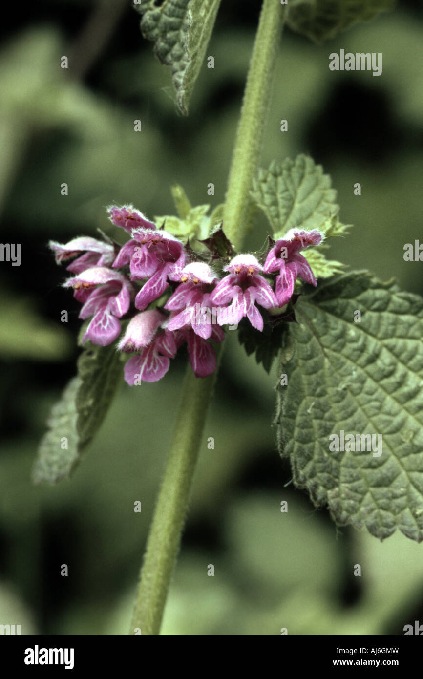 black horehound (Ballota nigra), inflorescence, Germany Stock Photo - Alamy