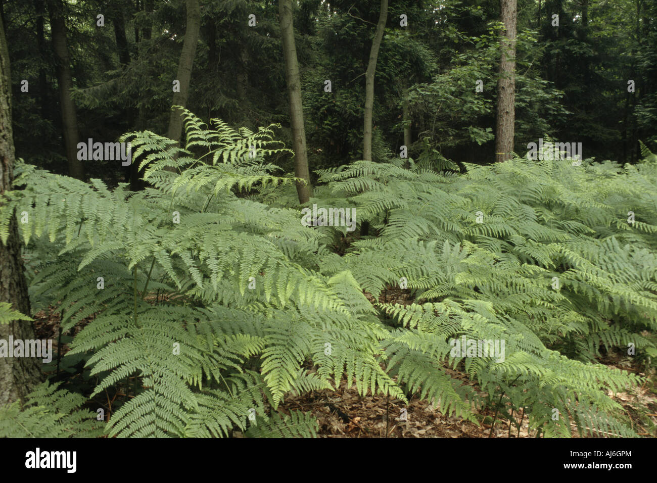 bracken fern (Pteridium aquilinum), on a clearing, Germany, North Rhine-Westphalia Stock Photo