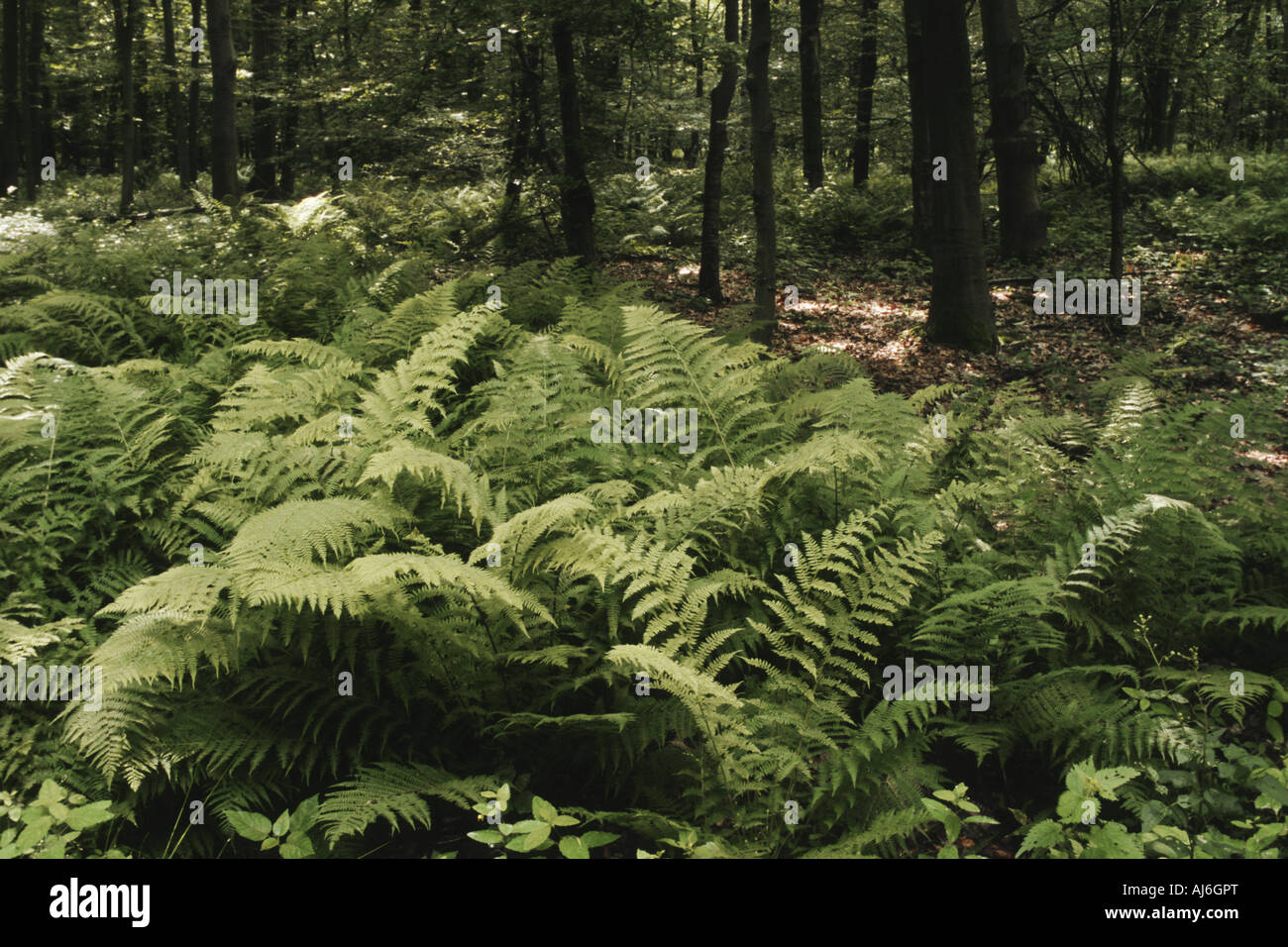 male-fern (Dryopteris filix-mas), in a forest, Germany Stock Photo
