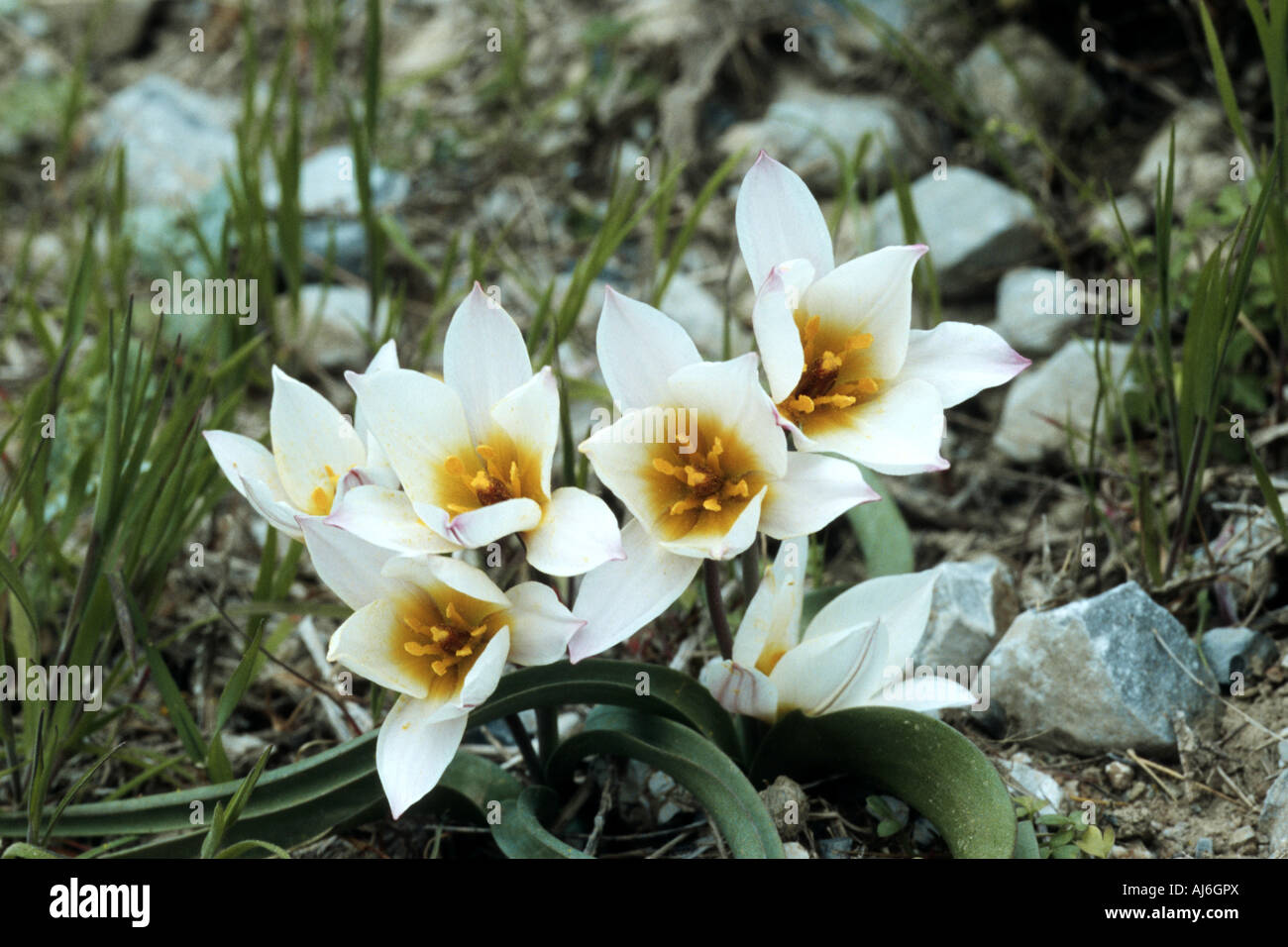 Tulipa cretica (Tulipa cretica), blooming, Greece Stock Photo