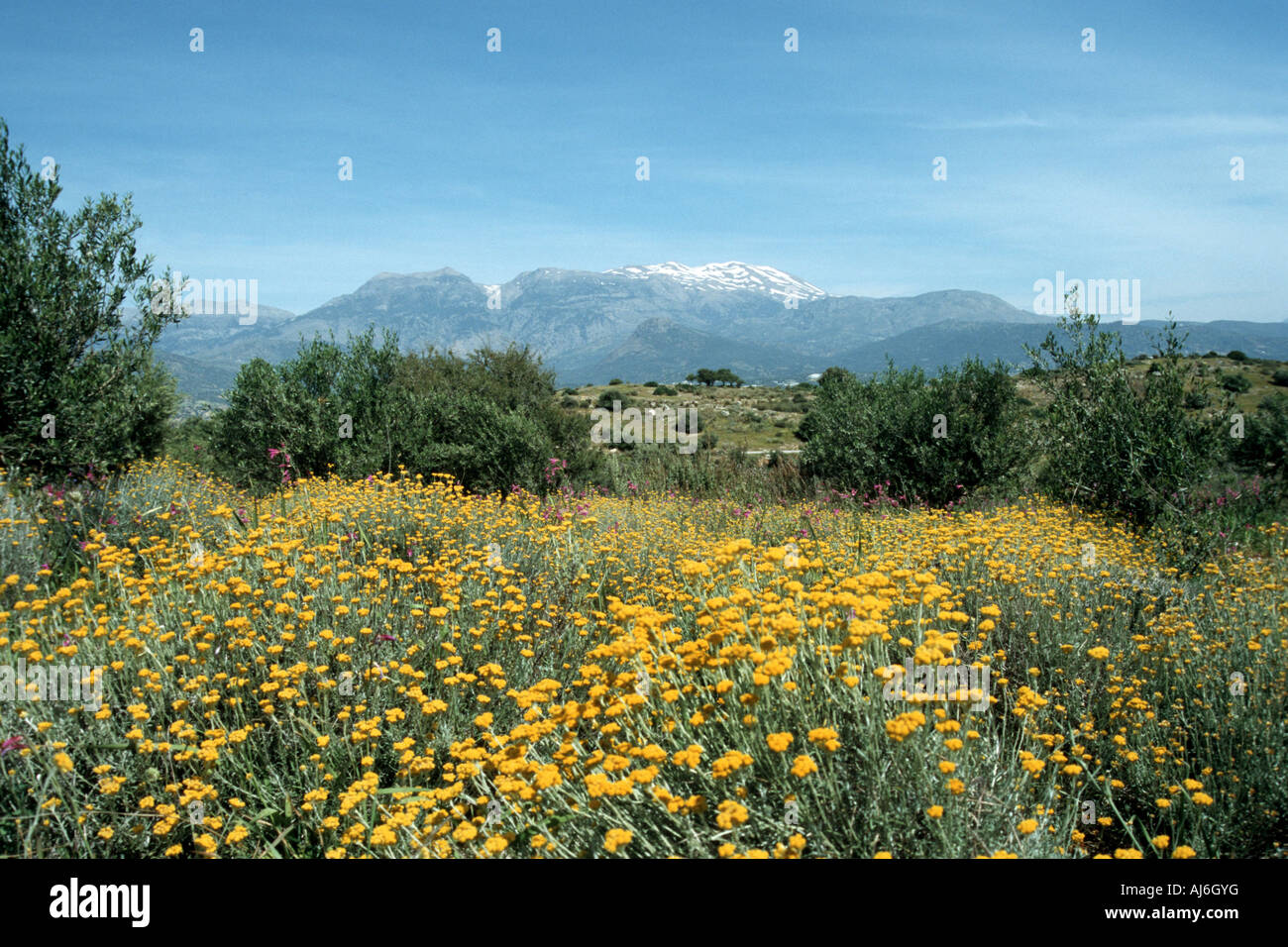 eternal flower (Helichrysum stoechas), blooming plants in mountain scenery, Greece, Creta Stock Photo