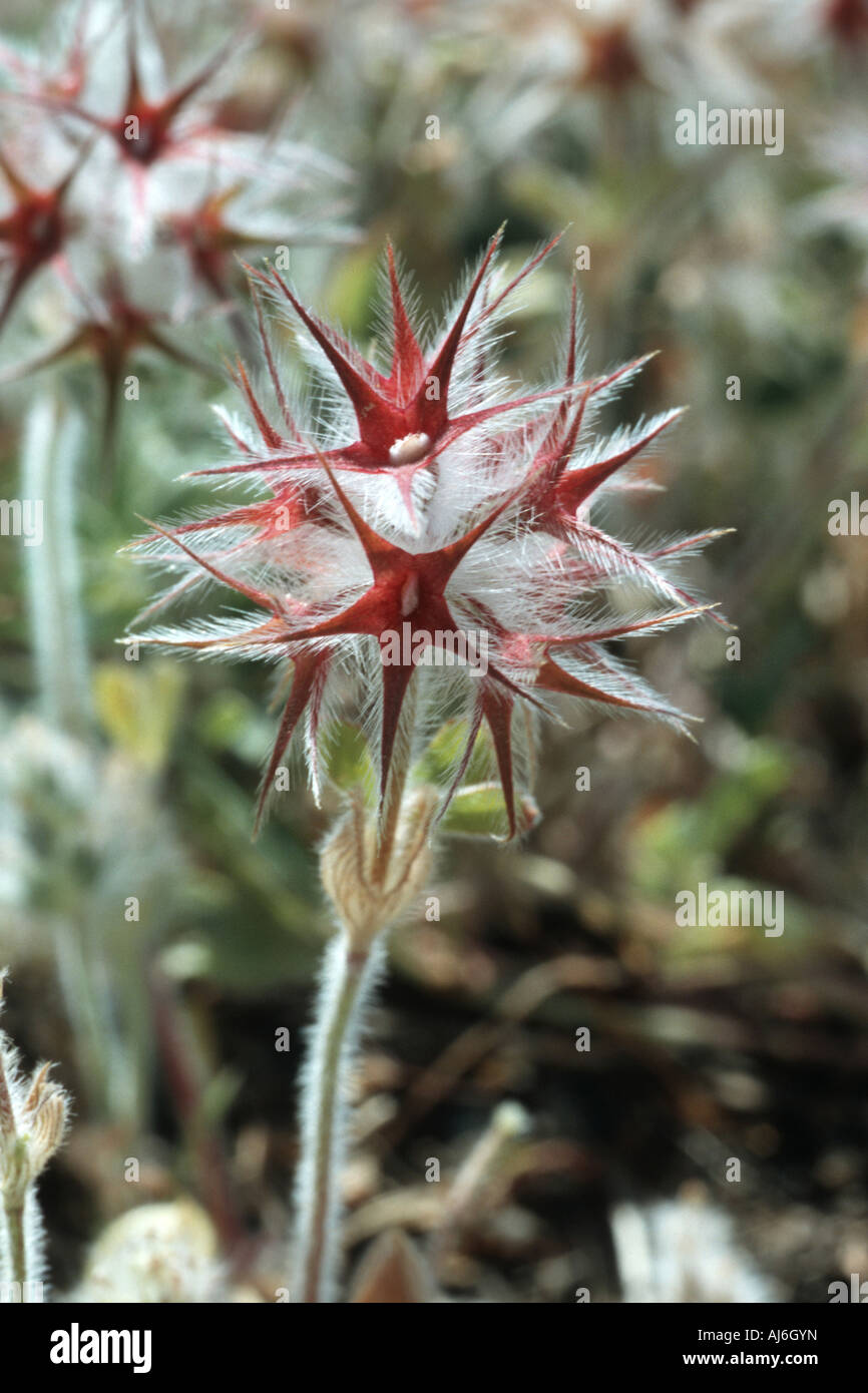 star clover, starry clover (Trifolium stellatum, Trifolium xanthinum), detail of the calyx, Greece, Creta Stock Photo