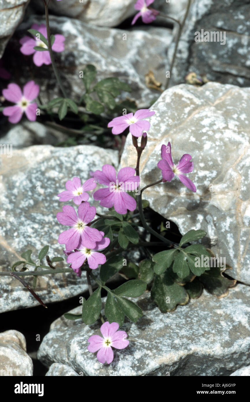 Ricotia cretica (Ricotia cretica), blooming, Greece, Creta Stock Photo