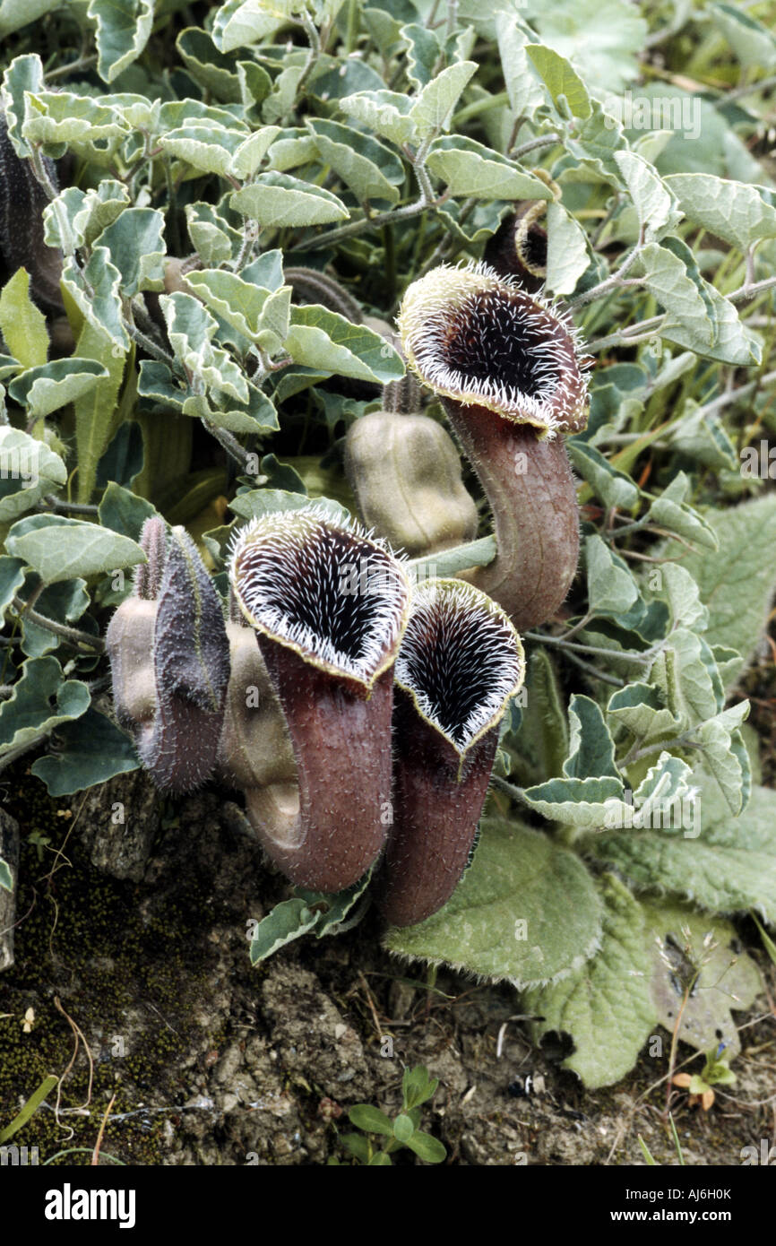 cretican birthwort (Aristolochia cretica), blooming plants, Greece, Creta Stock Photo