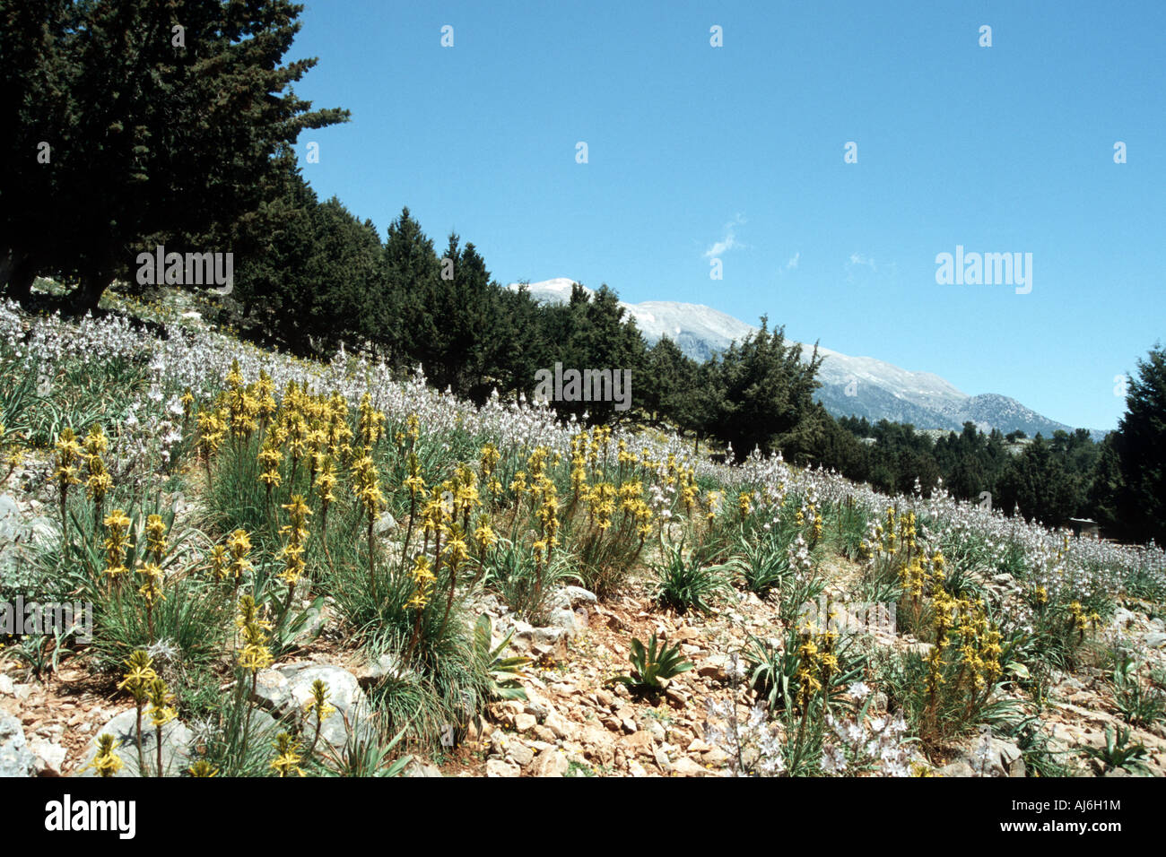 Yellow Asphodel (Asphodeline lutea), Greece, Creta Stock Photo