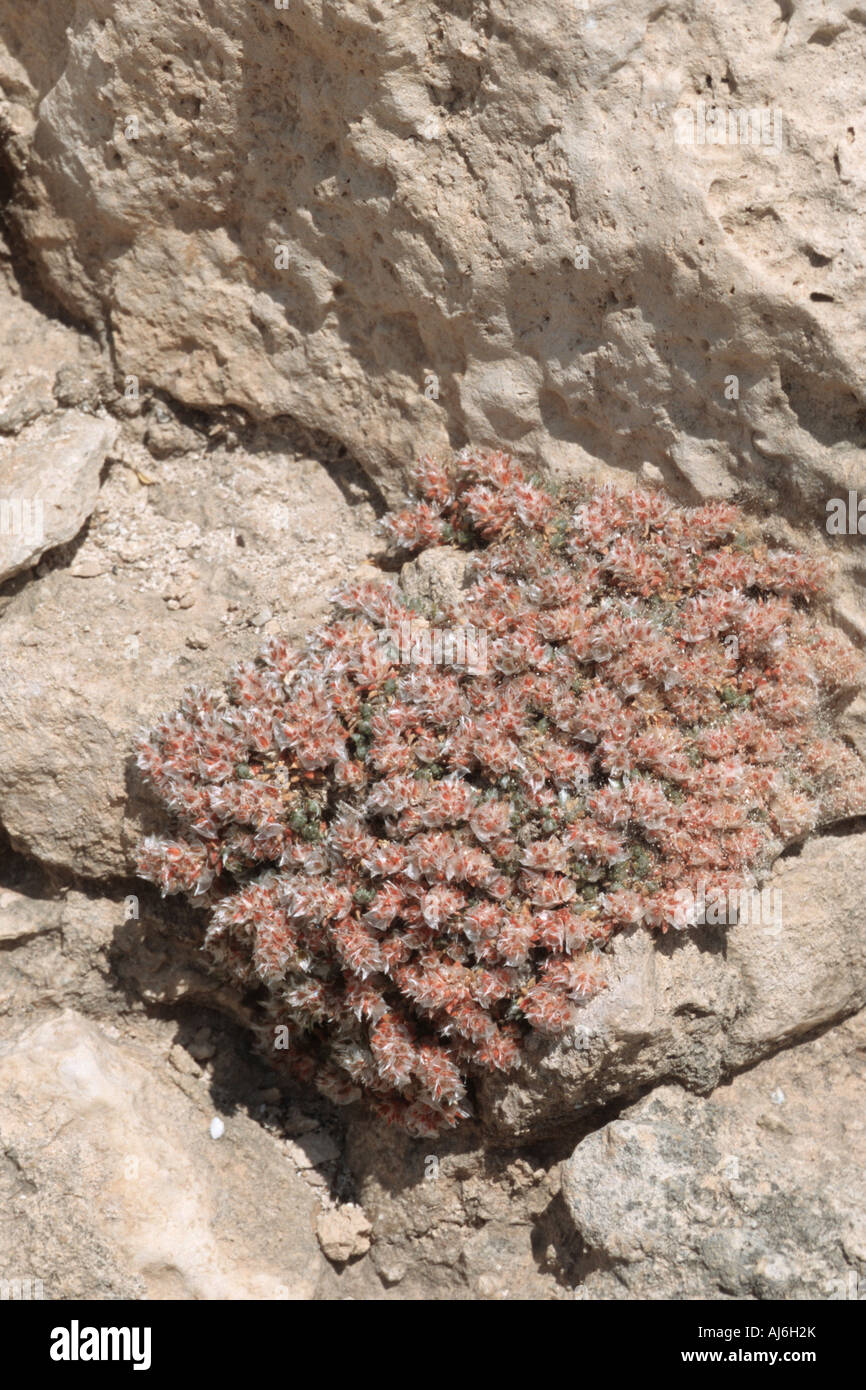 Paronychia   (Paronychia macrosepala), on a rock, Greece, Creta Stock Photo