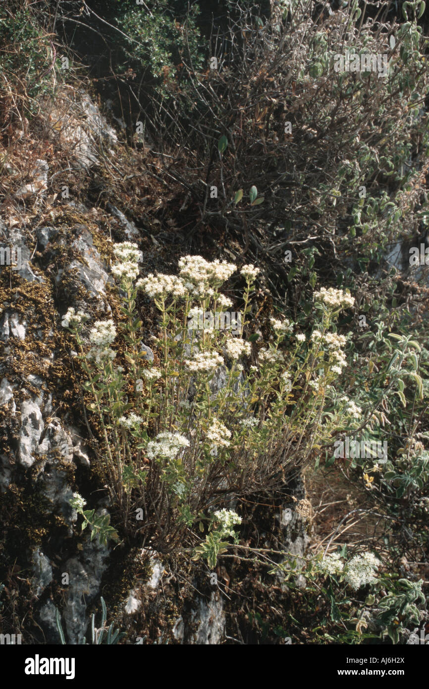 Pot marjoram, Cretan oregano, Rhigani (Origanum onites), blooming, Greece, Creta Stock Photo