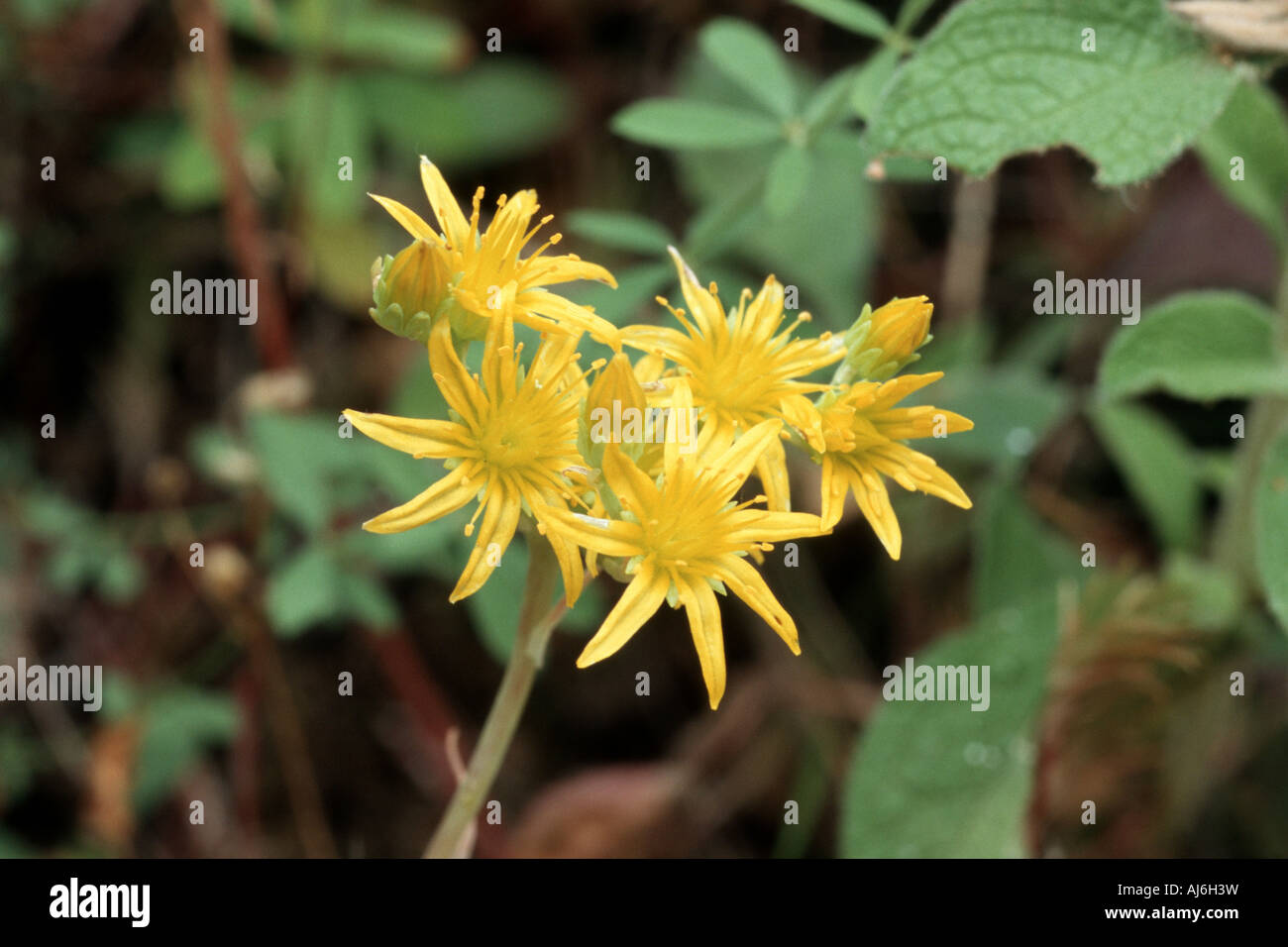 Sedum amplexicaule ssp. tenuifolium (Sedum amplexicaule ssp. tenuifolium), blooming, Greece Stock Photo