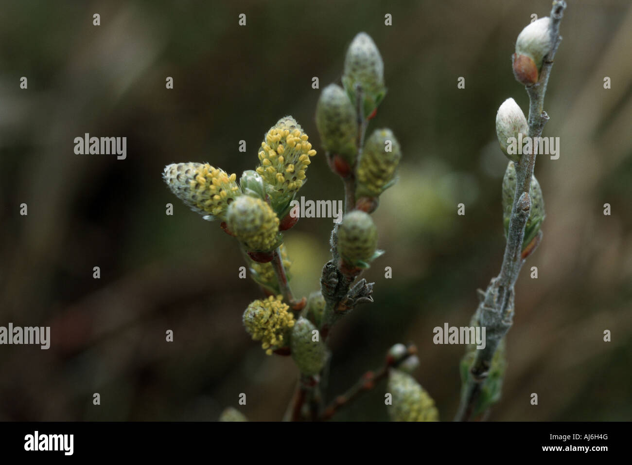 creeping willow (Salix repens), young catkins Stock Photo