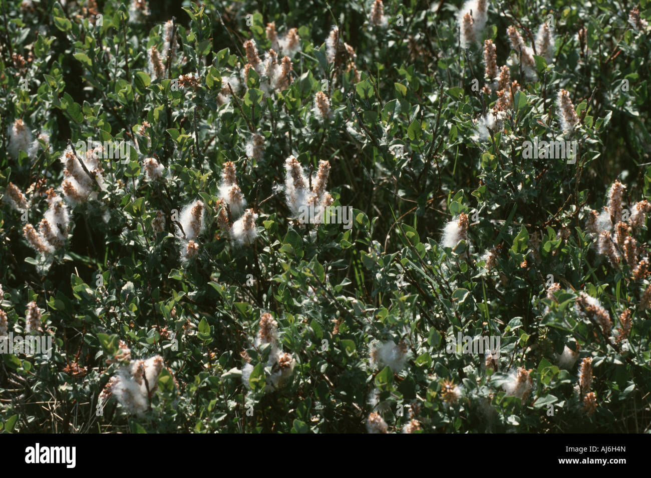 eared willow (Salix aurita), infructescences Stock Photo