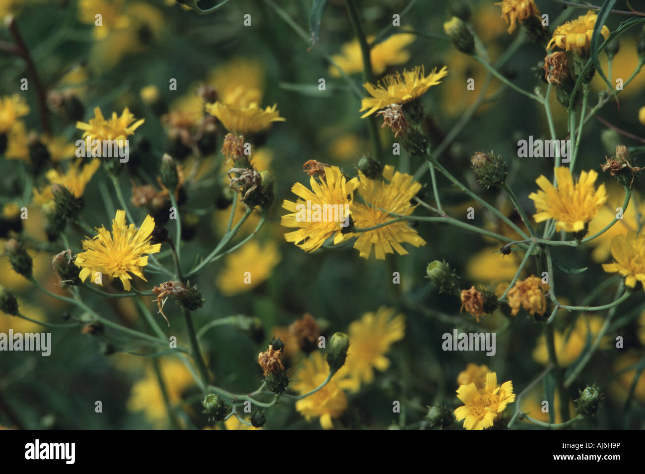 umbellate hawkweed (Hieracium umbellatum), blooming Stock Photo