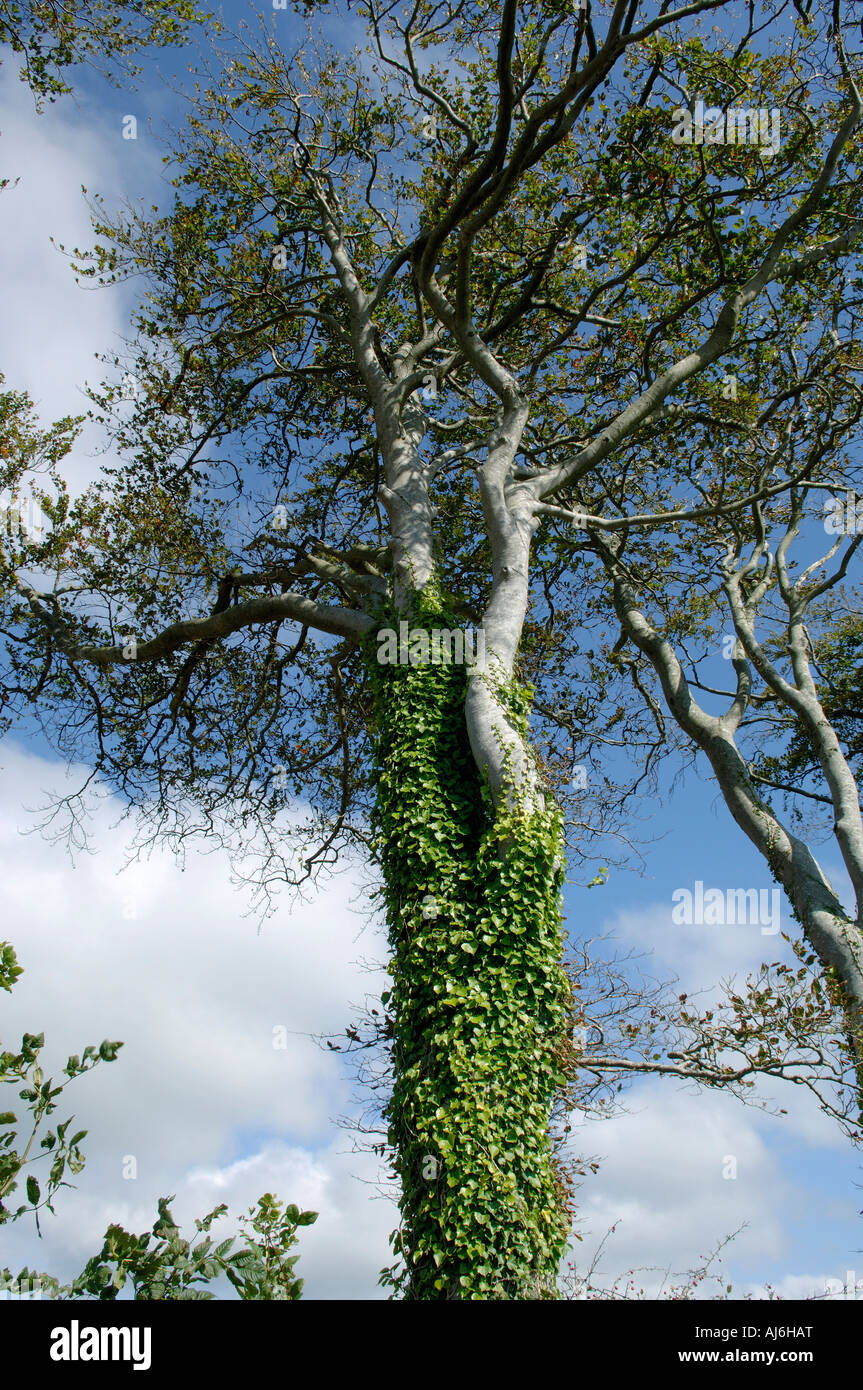 Sparsely leaved ivy clad beech tree against a blue autumn sky Stock Photo