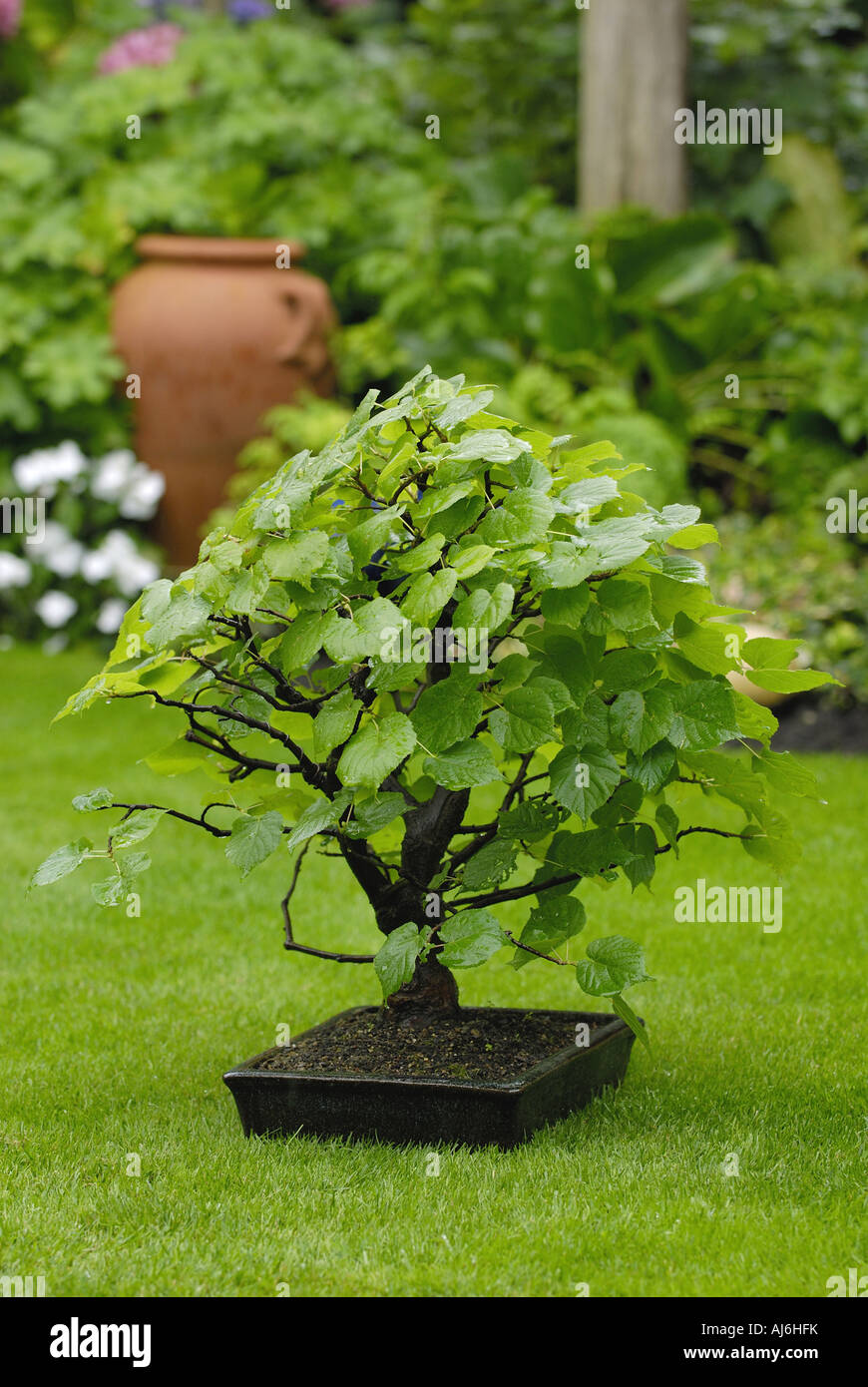 small-leaved lime, littleleaf linden, little-leaf linden (Tilia cordata),  bonsai-lime Stock Photo - Alamy