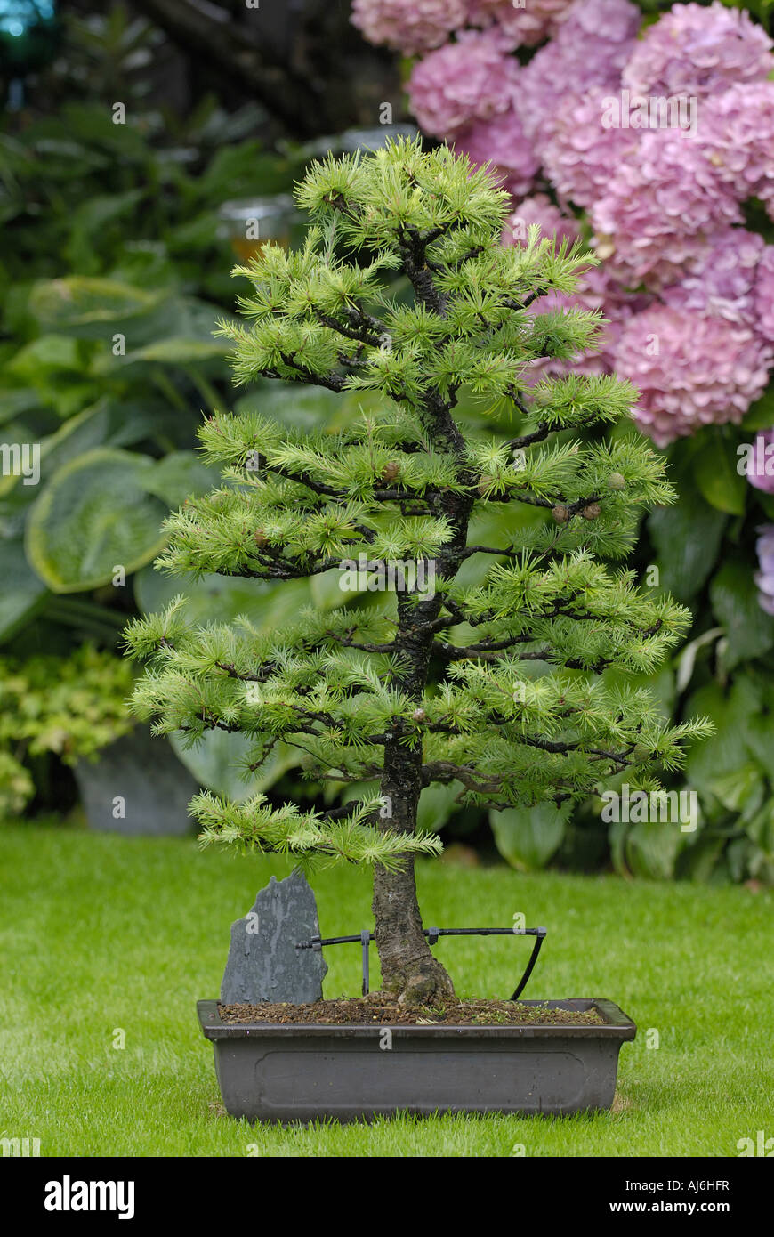 Larch larix decidua bonsai tree hires stock photography and images Alamy