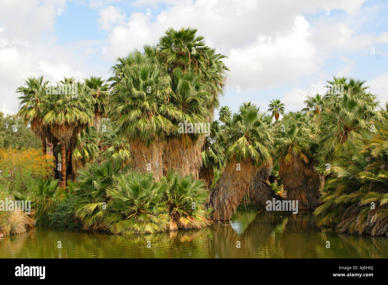 California fan palm, Petticoat Palm (Washingtonia filifera), big specimen at the riverbank, USA, Arizona Stock Photo