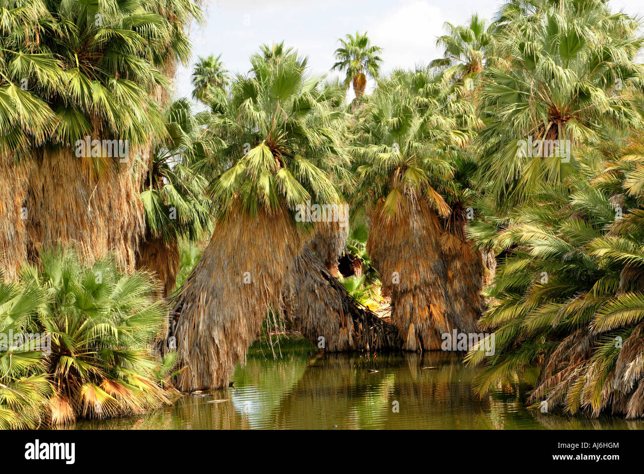 California fan palm, Petticoat Palm (Washingtonia filifera), big specimen at the riverbank, USA, Arizona Stock Photo