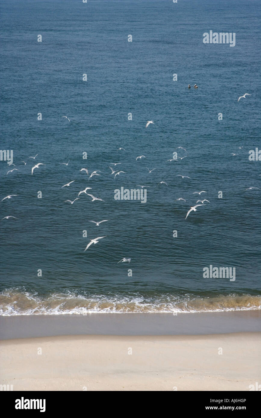Aerial view of flock of seagulls in flight over beach Stock Photo - Alamy