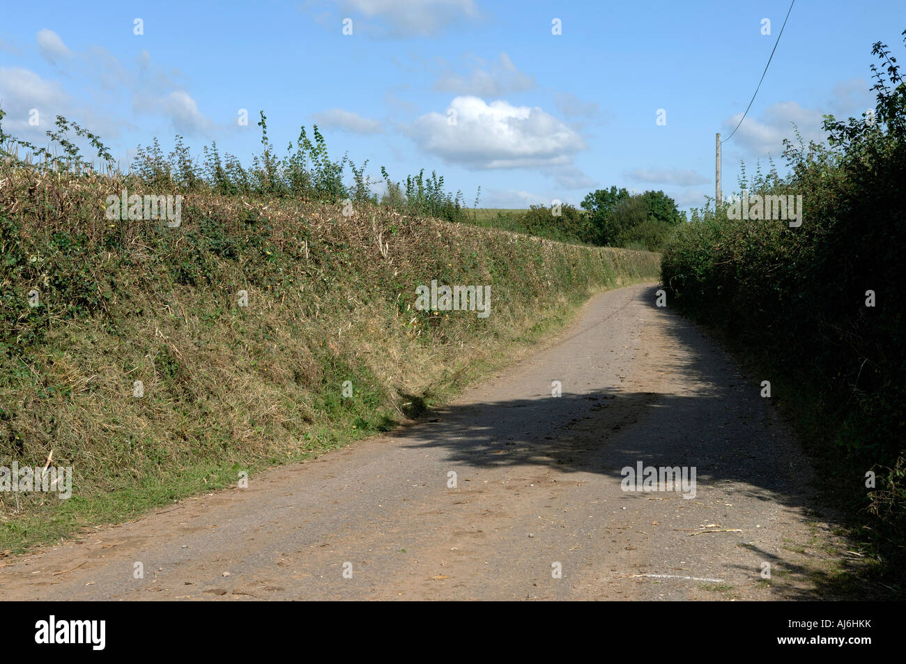 Devon A hedge part cut on one side of the road uncut on the other in autumn Stock Photo