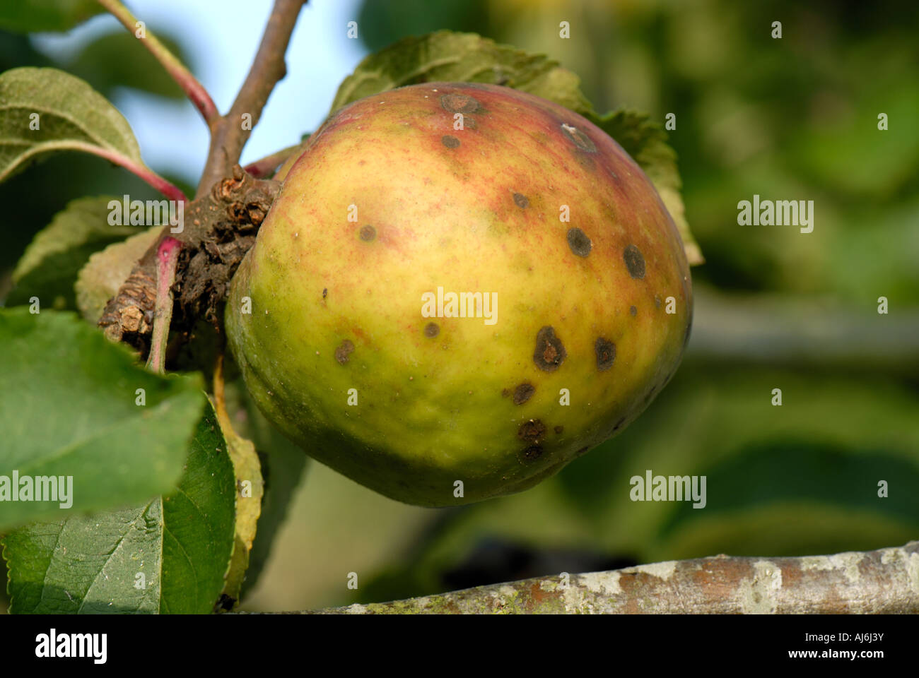 Apple scab Venturia inaequalis spotting on cooking apple fruit variety Bramley Stock Photo