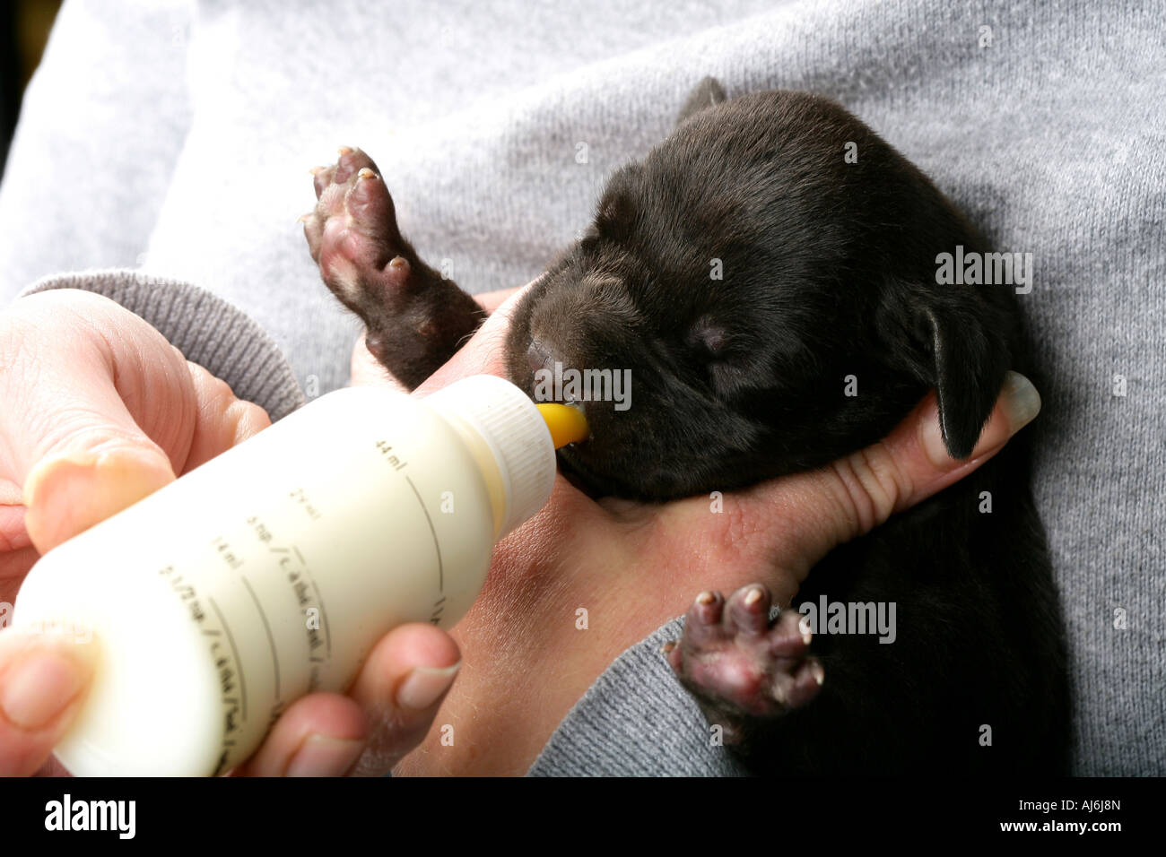 Hand Feeding A Great Dane Puppy Stock Photo Alamy