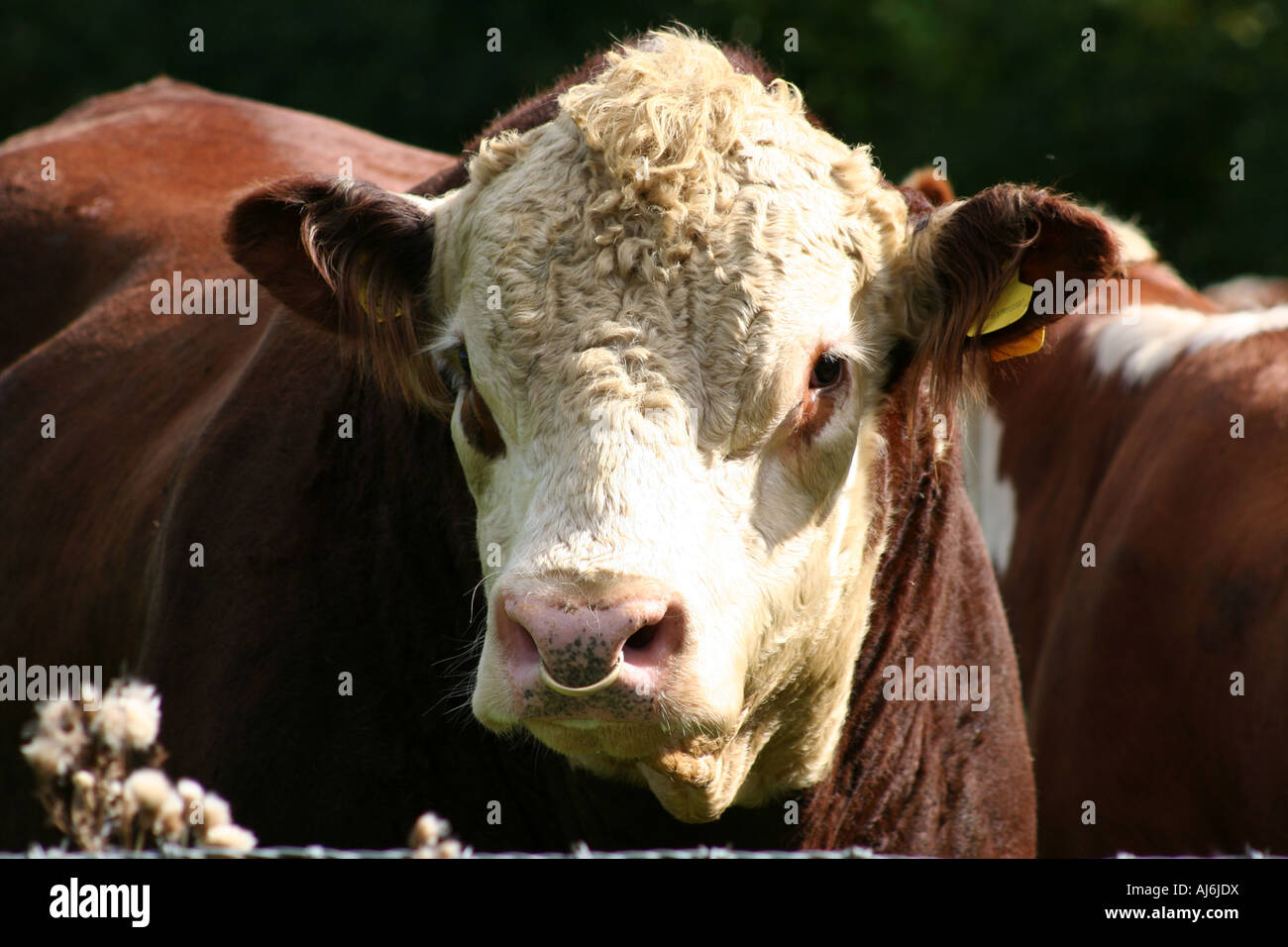 Hereford bull head hi-res stock photography and images - Alamy