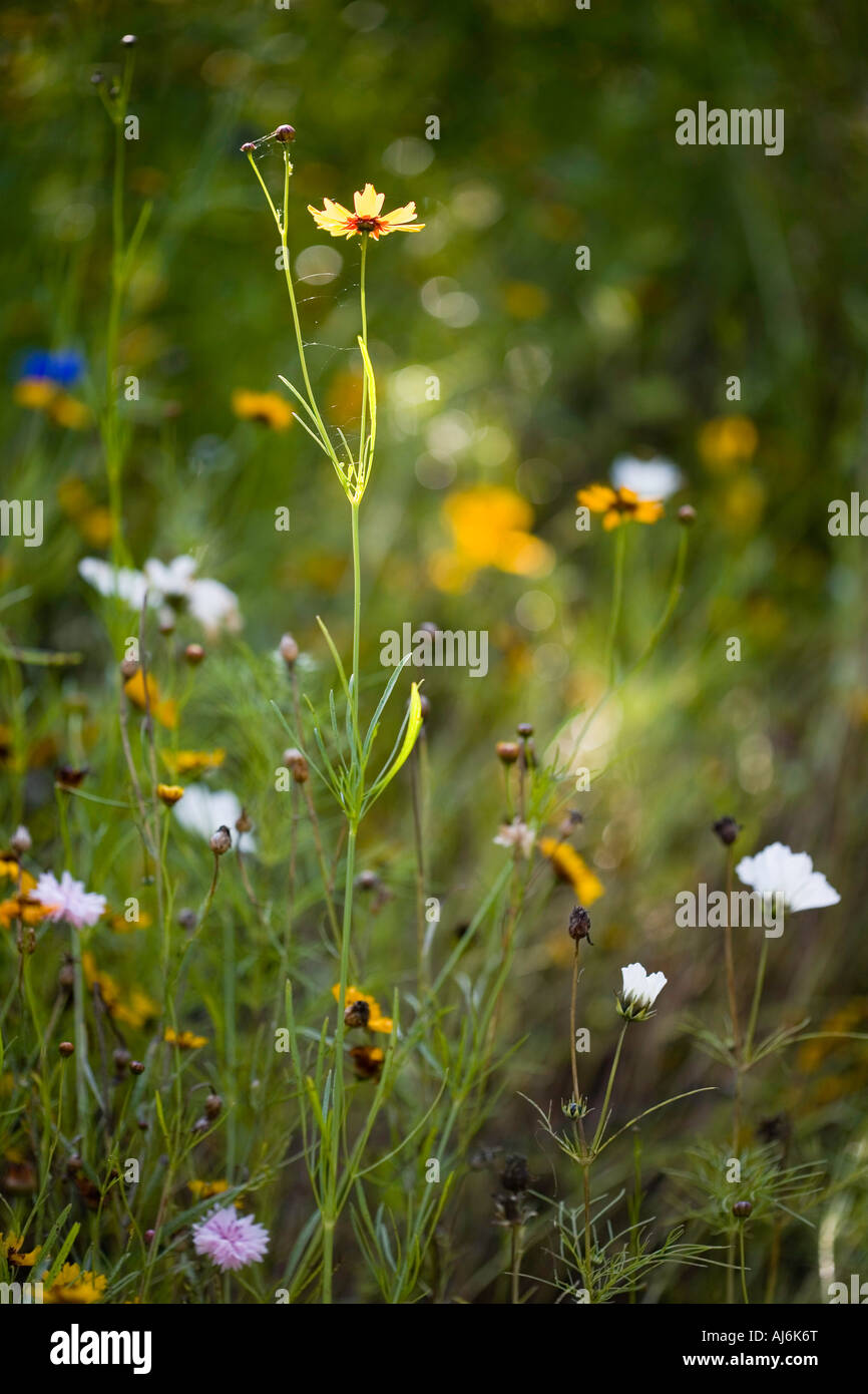 Late summer border hi-res stock photography and images - Alamy