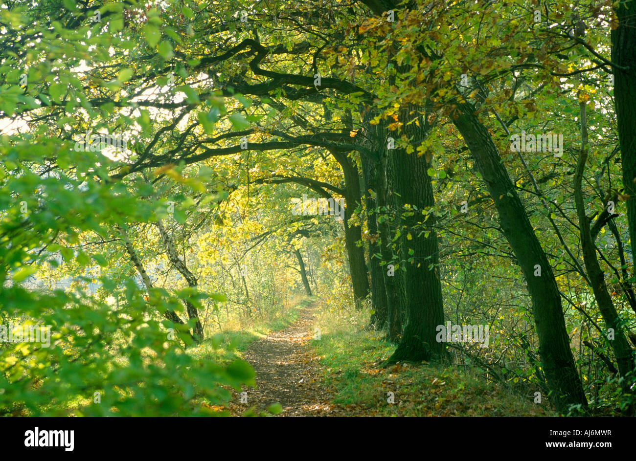 forest track in autumn Stock Photo - Alamy