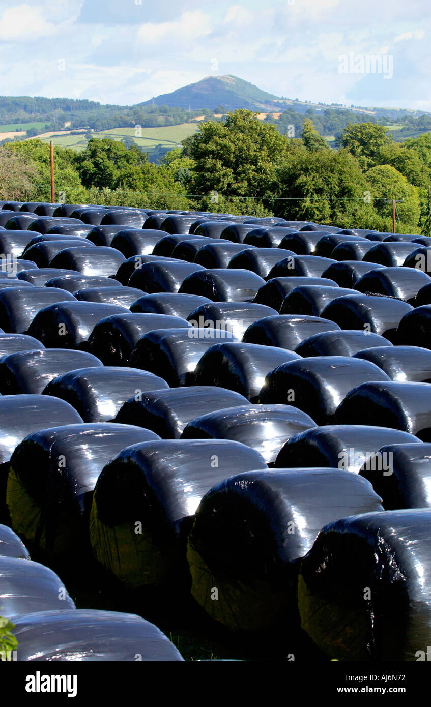 Black bags of big bale silage stored in field on a farm near the market