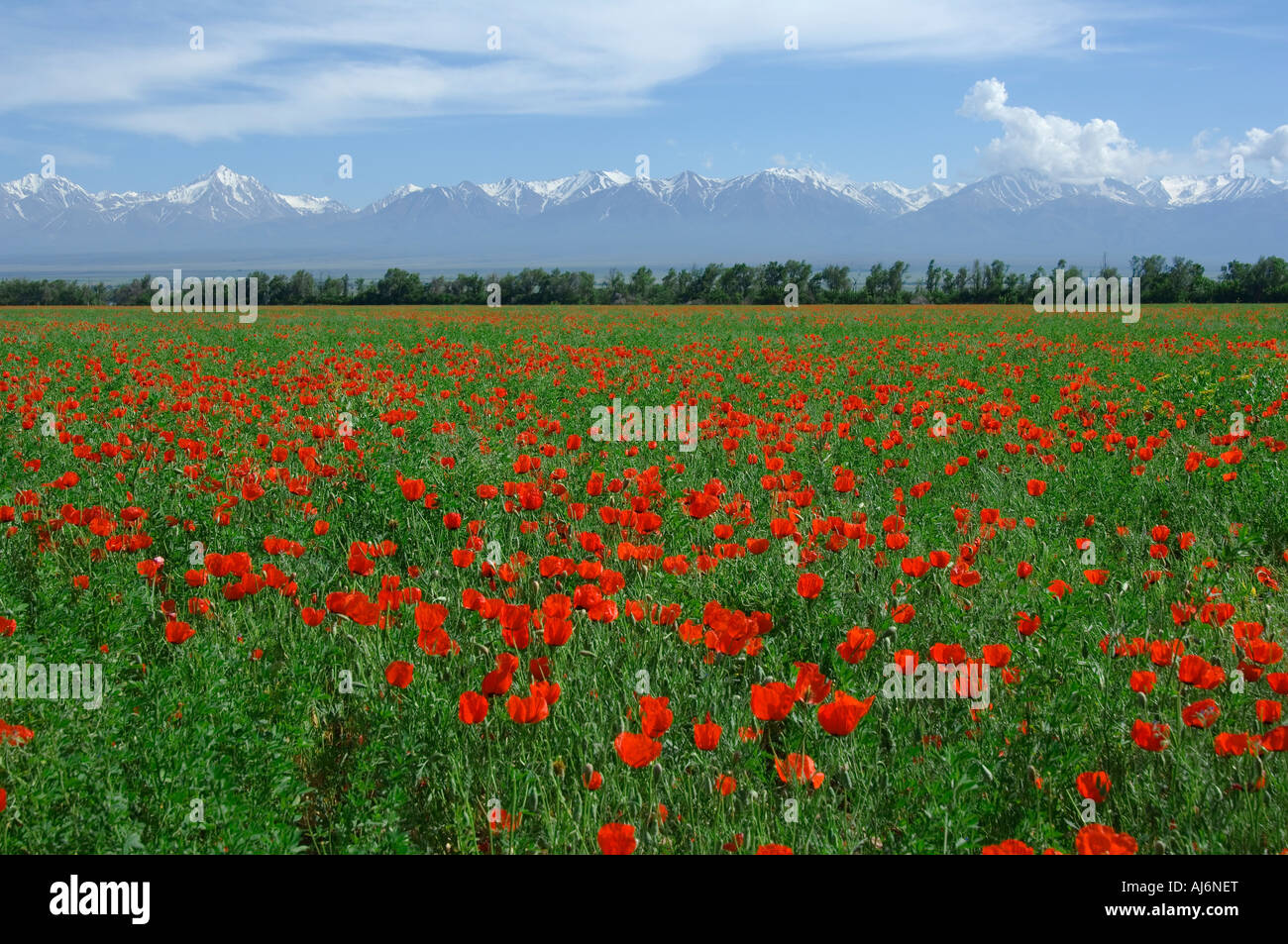 Field of red poppies Kazakhstan Stock Photo - Alamy