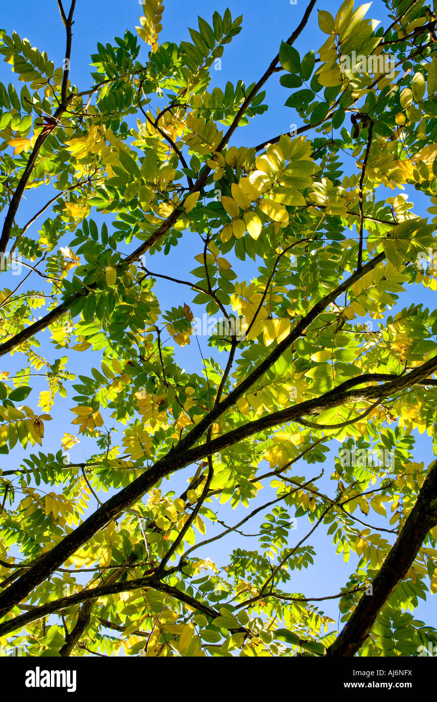 Japanese Walnut Stock Photo Alamy