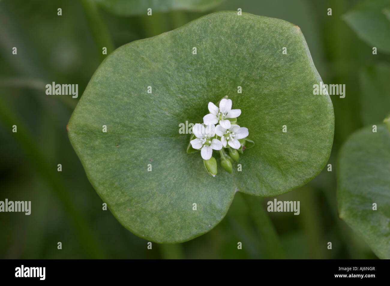 Spring Beauty - Montia perfoliata Stock Photo