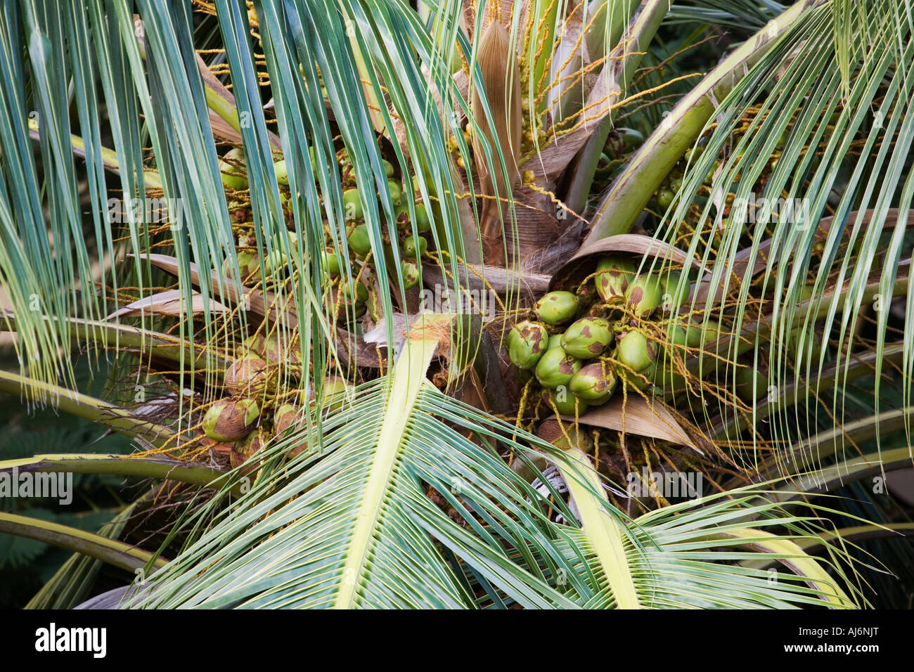 Cocos nucifera. Coconuts growing on a coconut palm tree in India Stock Photo