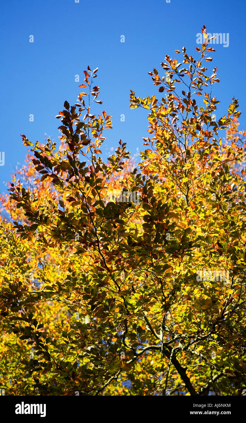 Copper Beech Stock Photo Alamy